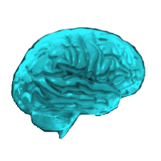 organs in a row squares brain