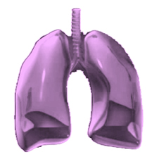 organs in a row squares lungs