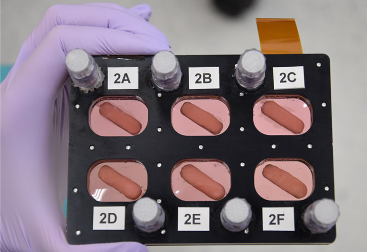 Osteoblasts growing around LaunchPad Medicals Tetranite¬Æ material.