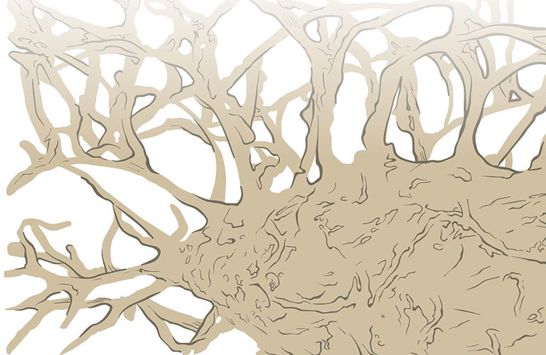 osteoclast