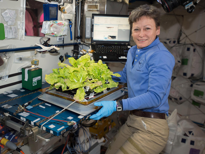 NASA astronaut Peggy Whitson harvested a crop of Tokyo Bekana cabbage on the International Space Station.
