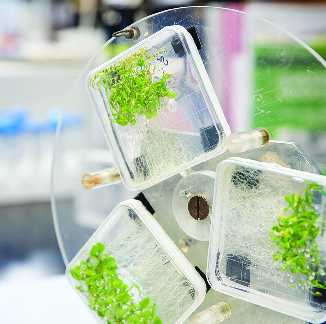 plant growth containers wheel