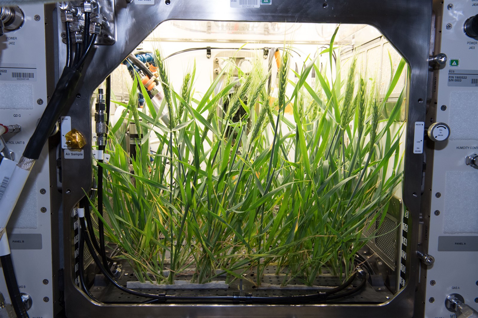 This image features green Dwarf Wheat within APH. The door of the facility has been removed to show the growth chamber within.