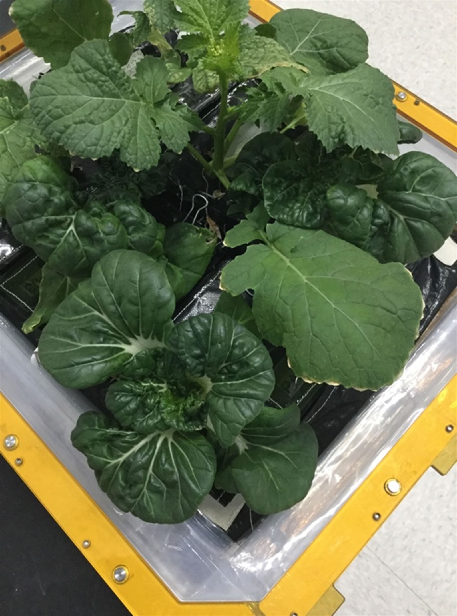 Extra Dwarf Pak Choy and Wasabi plants are growing in a laboratory in the Space Station Processing Facility at NASAs Kennedy Space Center in Florida. Seeds from these and two other new varieties of plants were delivered to the ISS on SpaceX CRS 15.