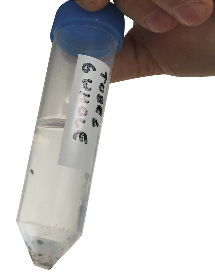 Postflight vial of flatworms