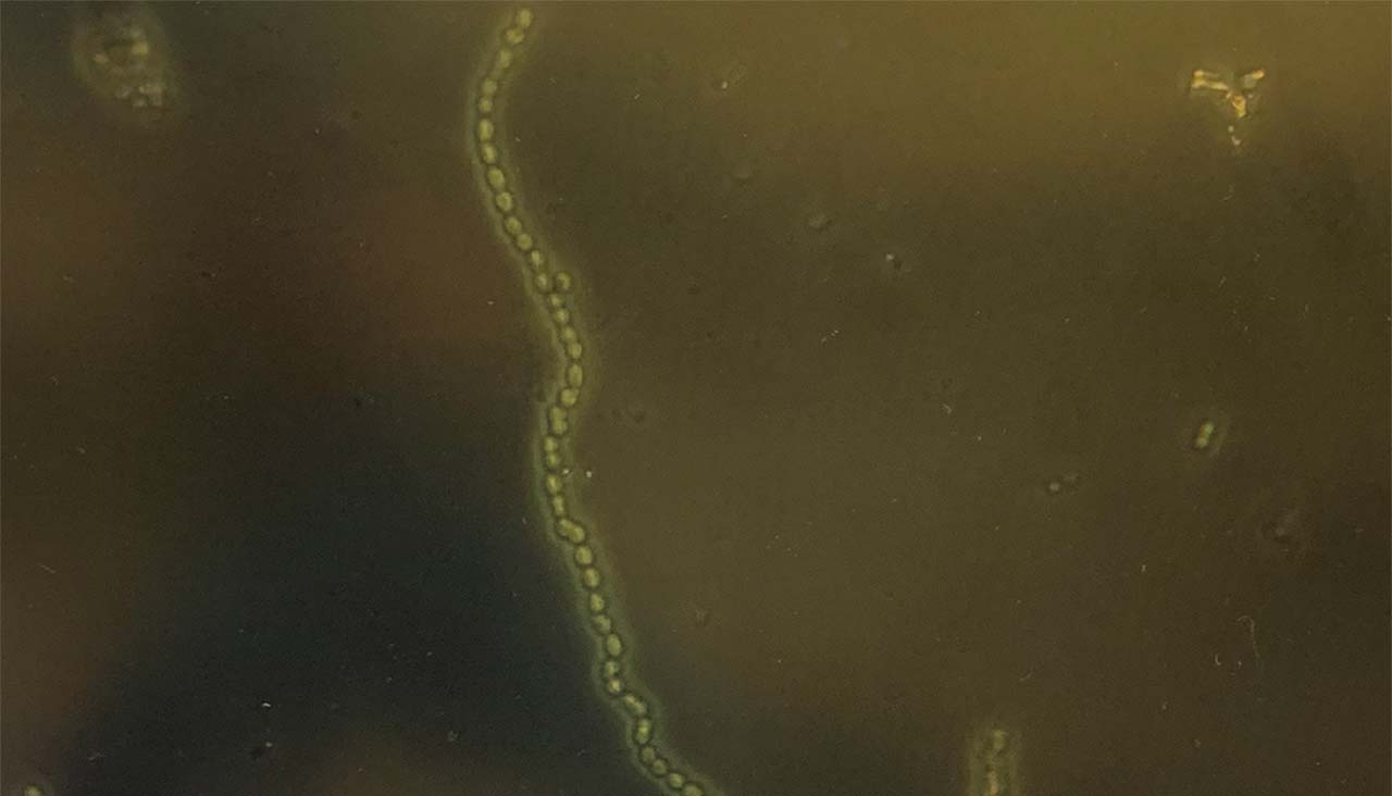 Bioengineered cyanobacteria