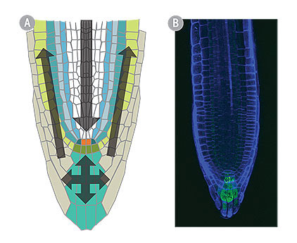 A) Reverse fountain model of auxin flow in a root. B) Arabidopsis thaliana root tip showing the location of gene expression associated with auxin signaling (green).  Images collected with a Leica TSC SP5 confocal microscope.