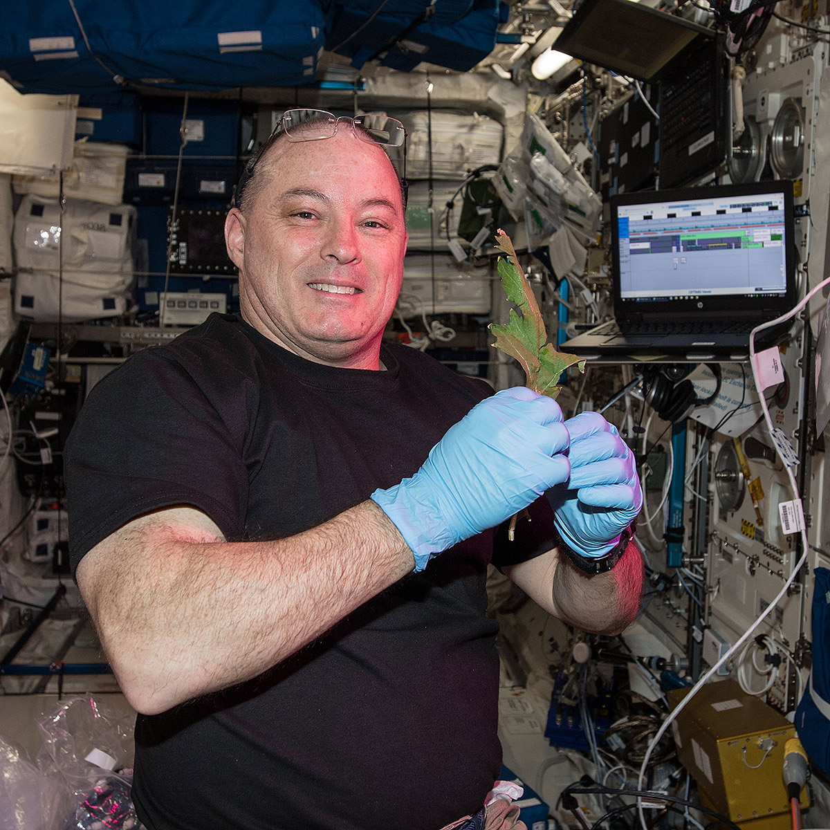 NASA astronaut Scott Tingle harvested mizuna and red romaine lettuce as a part of the Veg 03 investigation. Portions of the harvest were consumed by crew members.