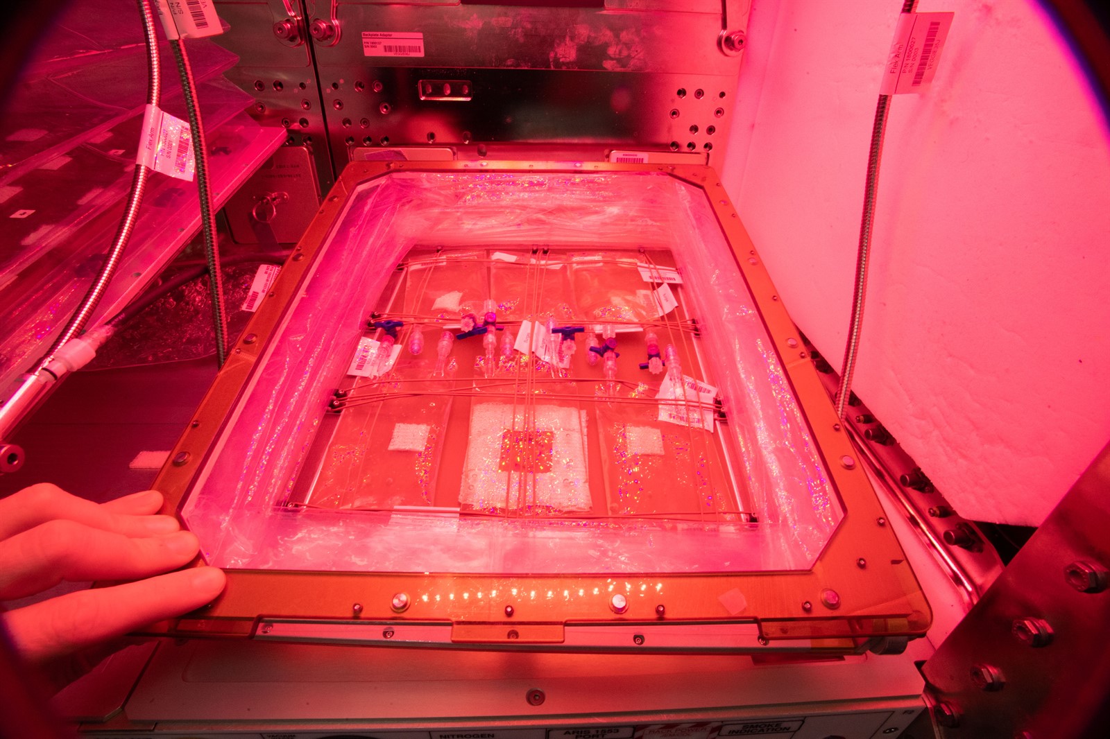 The Space Algae investigation explores the genetic basis for productivity of algae cultivated in space. Crew members installed the culture bags in the Veggie facility and set up Veggie light intensity and airflow parameters.