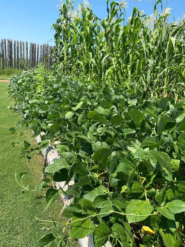 Various Choctaw crop varieties like those shown here are grown in Oklahoma