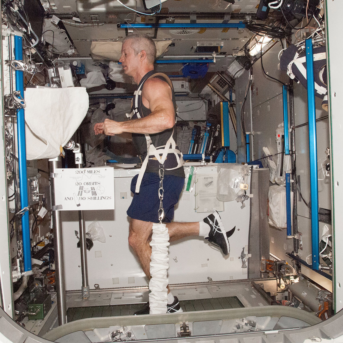 ISS040 E 086609 (2 Aug. 2014) NASA astronaut Steve Swanson, Expedition 40 commander, equipped with a bungee harness, exercises on the Combined Operational Load Bearing External Resistance Treadmill (COLBERT) in the Tranquility node of the International Space Station.