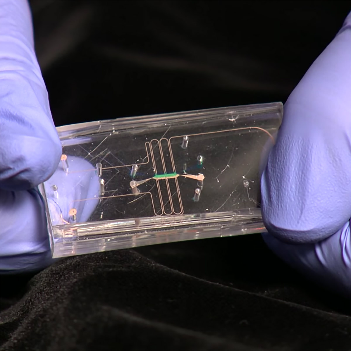 This tissue chip is made of clear flexible plastic.