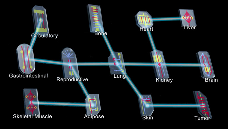 Networking several tissue chips together could imitate systems of organs.