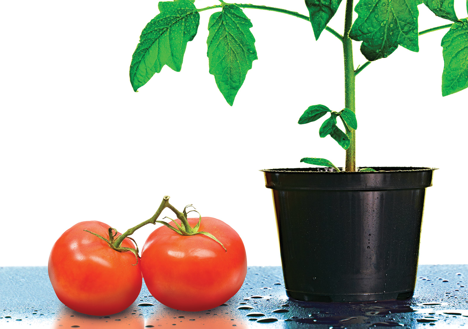 tomatosphere feature post image