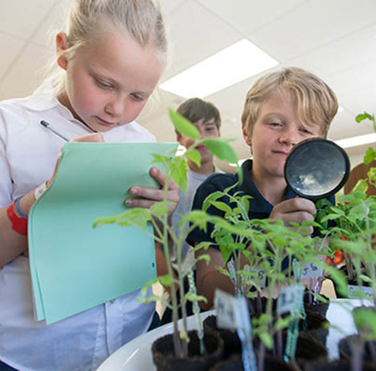 Students record measurements of tomato plants grown from space flown seeds as part of the Tomatosphere program.