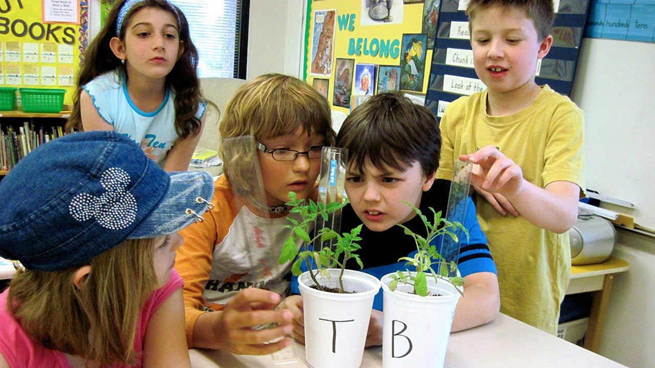 Students measure the height of tomato seedlings grown in their classroom. They determine the average germination and growth rates of their space and control seeds and report the results to the Tomatosphere website.