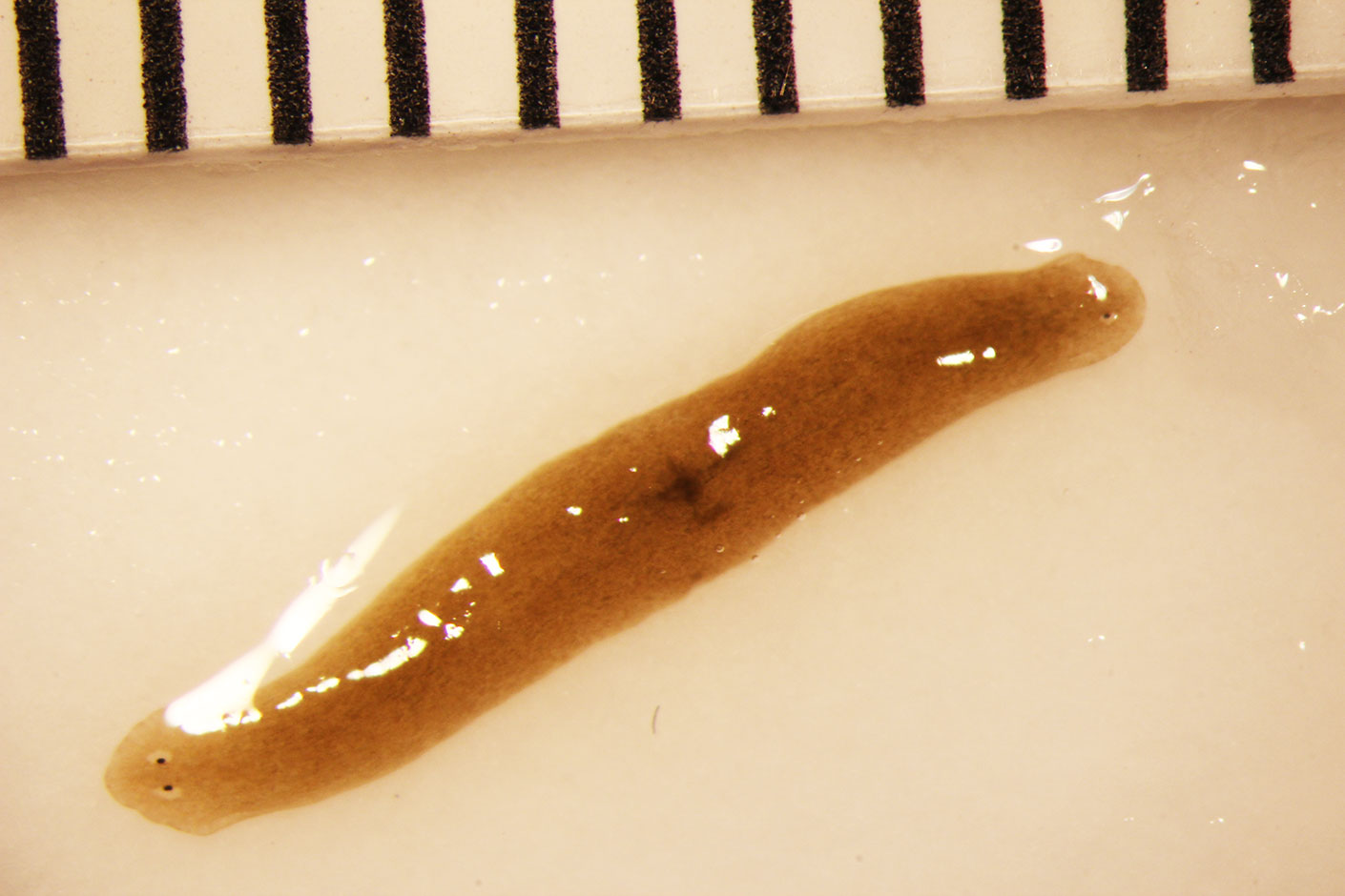 An amputated flatworm fragment sent to space regenerated into a double headed worm, a rare spontaneous occurrence of double headedness.