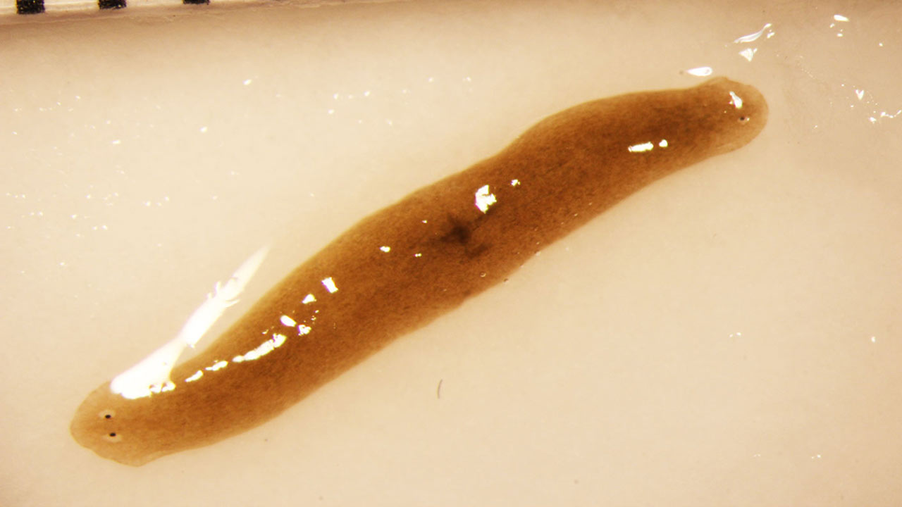 An amputated flatworm fragment sent to space regenerated into a double headed worm, which is a rare spontaneous occurrence.