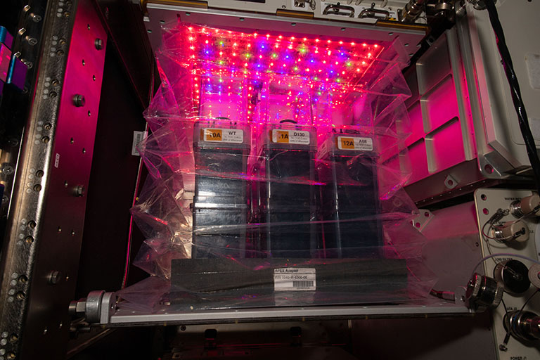 Cotton growth chambers are shown inside Veggie, a plant growth facility on the space station.