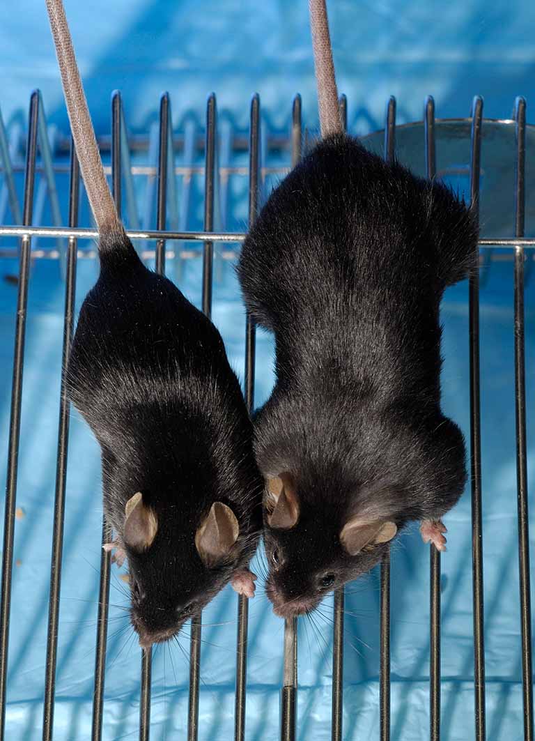 A view of a wild type mouse (left) compared with a mouse treated with the myostatin inhibitor (right) from a prior ground based experiment. The treated mouse displays increased muscle mass.