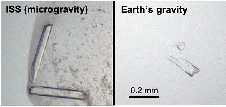 Comparison of KRAS protein crystals grown in microgravity (left) and on Earth (right)