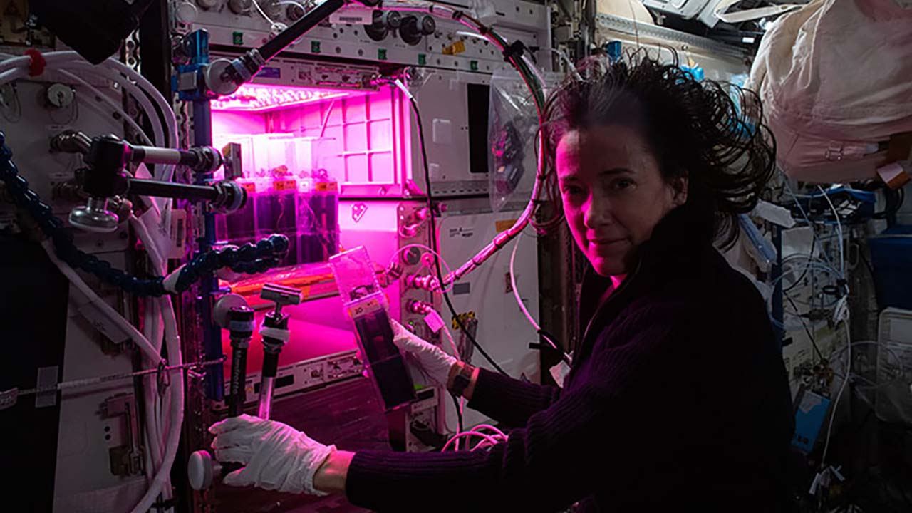 NASA astronaut Megan McArthur tends to cotton growth chambers during the TIC TOC experiment.