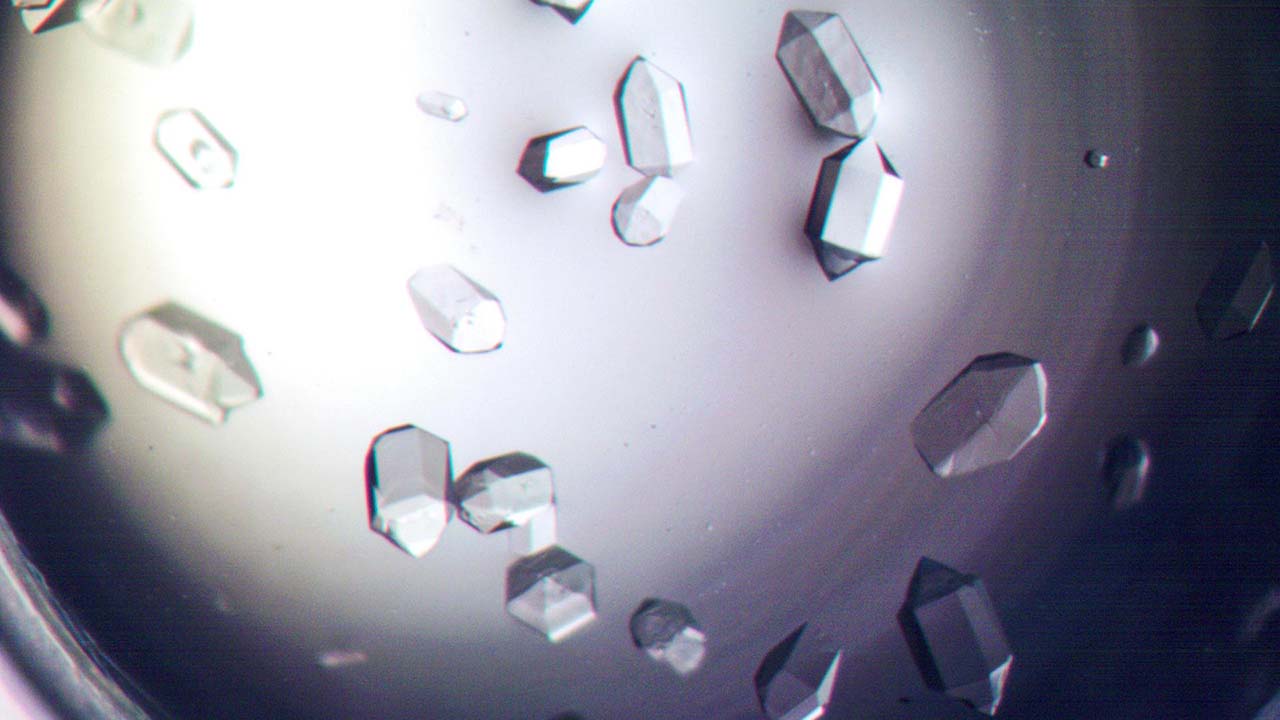 Aeropyrum pernix Flap Endonuclease 1 (FEN 1) protein crystals are shown grown under Earth gravity conditions. FEN 1 serves as the experimental protein for the Phase II Real time Protein Crystal Growth on Board the International Space Station (Real Time Protein Crystal Growth 2) investigation.