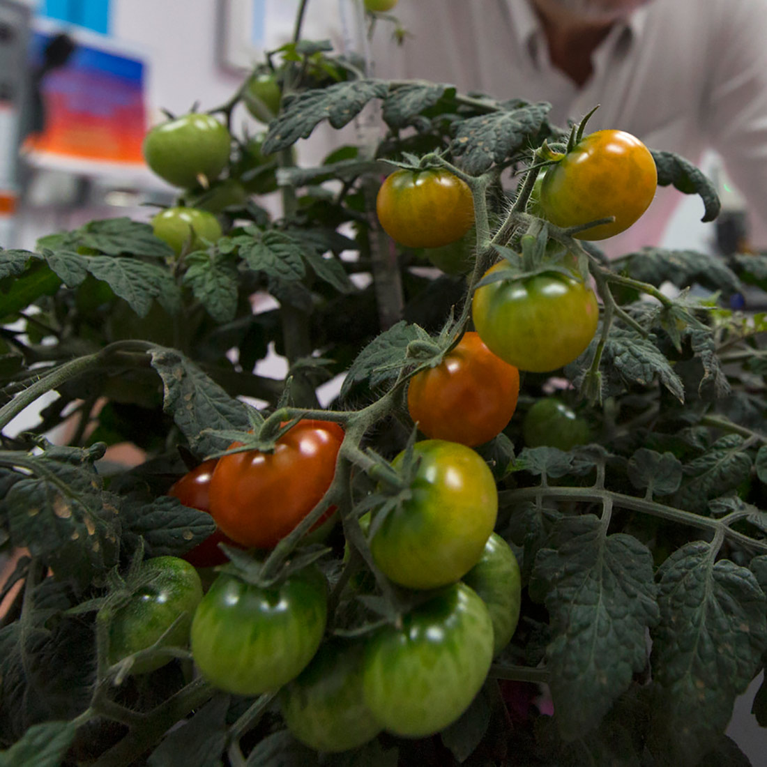 Tomato plants are growing in the Veggie Passive Orbital Nutrient Delivery System (PONDS). Veggie PONDS is a direct follow on to the Veg 01 and Veg 03 hardware and plant growth validation tests. PONDS is planned for use during Veg 04 and Veg 05 on the International Space Station after the Veggie PONDS Validation flights on SpaceX 14 and OA 9