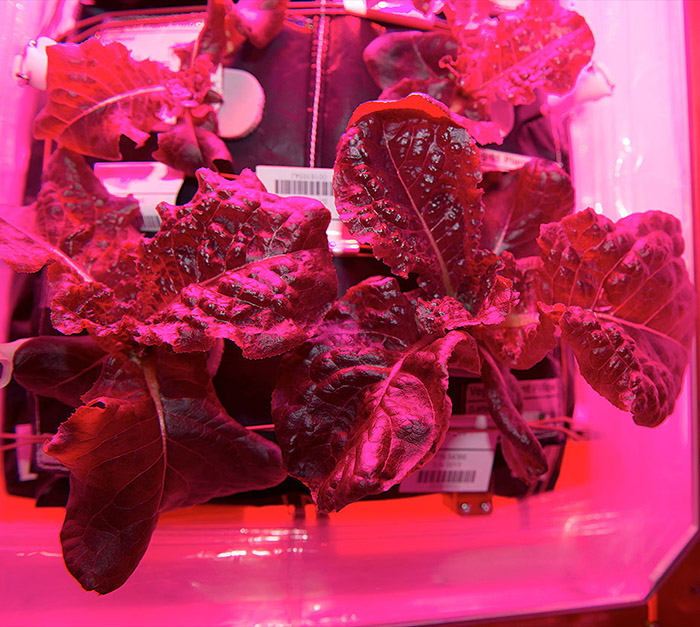 Yum! Lettuce grows in the Veggie plant growth facility on the ISS.