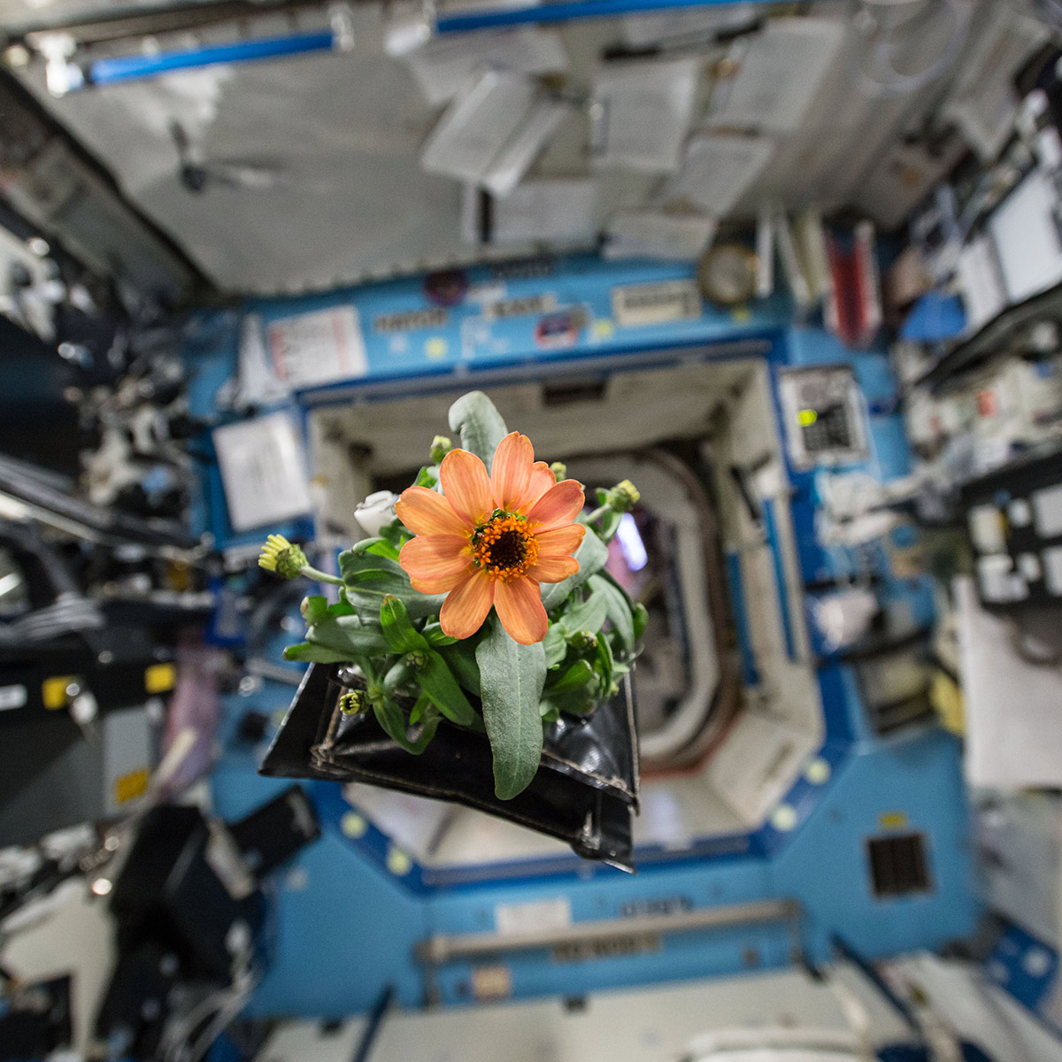 U.S. astronaut and Expedition 46 Commander Scott Kelly shared this photograph of a blooming zinnia flower in the Veggie plant growth system aboard the space station in early 2016. This experiment in flowering plants precedes planned tests of growing tomatoes and peppers in space.