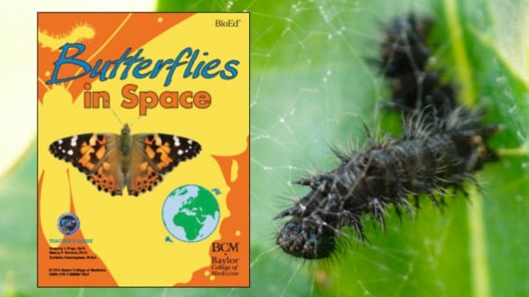 butterflies-in-space