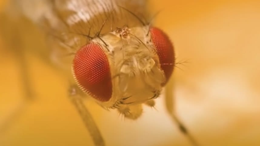 fruit-fly