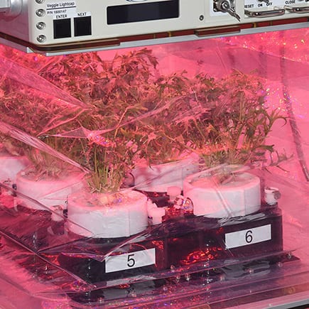 pink-plants-onstation
