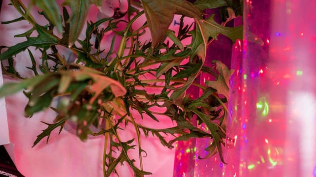 soil-plant-science