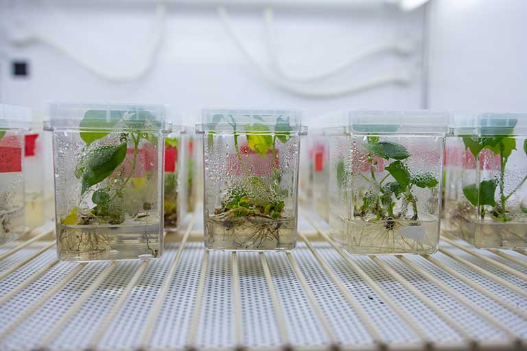 Cotton plants grown in Saski's lab