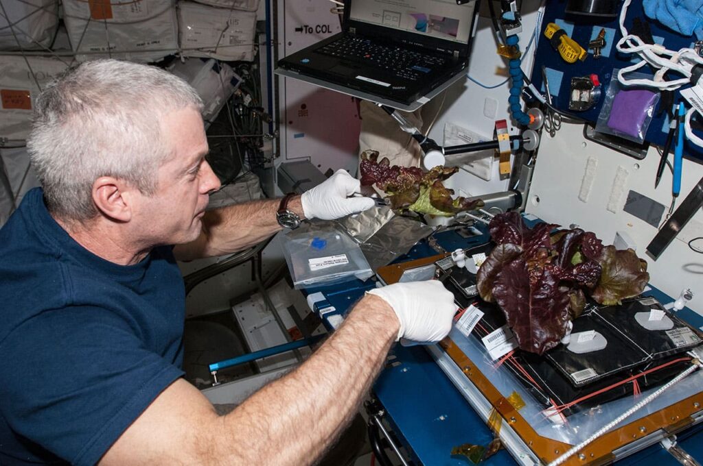 Commander Steve Swanson harvests plants for the VEG-01 investigation. He is harvesting them on the Maintenance Work Area (MWA) in the Node 2/Harmony. The Veg-01 hardware validation test investigation utilizes the Veggie facility on ISS. This investigation will assess on-orbit function and performance of the Veggie,and focus on the growth and development of Outredgeous Lettuce (Lactuca sativa ) seedlings in the spaceflight environment and the effects of the spaceflight environment on composition of microbial flora on the Veggie-grown plants and the Veggie facility. Lettuce plants are harvested on-orbit, frozen at