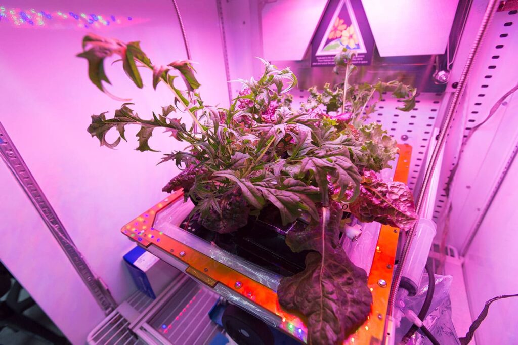 Vegetable Production System