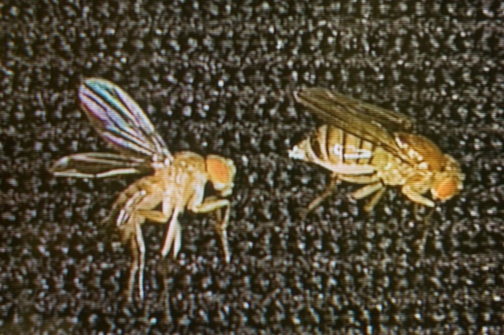 Fruit Fly Lab