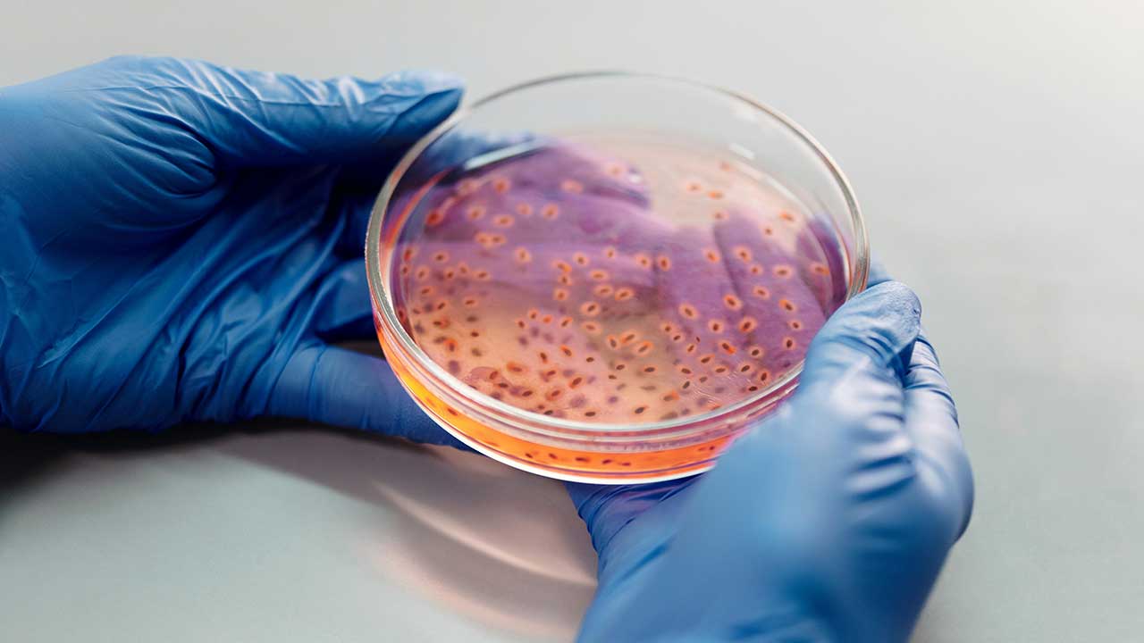 hands-holding-petri-dish Gloved hands holding a petri dish