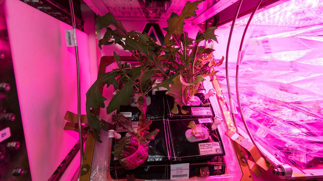 iss-lettuce-pink The crew aboard the International Space Station have grown two batches of mixed greens (mizuna, red romaine lettuce and tokyo bekana cabbage), and are now running two Veggie facilities simultaneously.