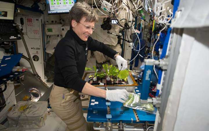 life-sciences-hook-whitson NASA astronaut Peggy Whitson during harvesting and cleaning of VEG-03, in the Node 2 on the ISS