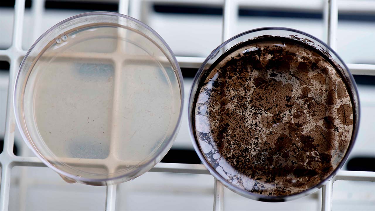 spxcrs29-usn-ecoli-petri-dish Common Escherichia coli (a non melanin producing strain) and (right) an E. coli strain bioengineered to produce melanin in liquid media.