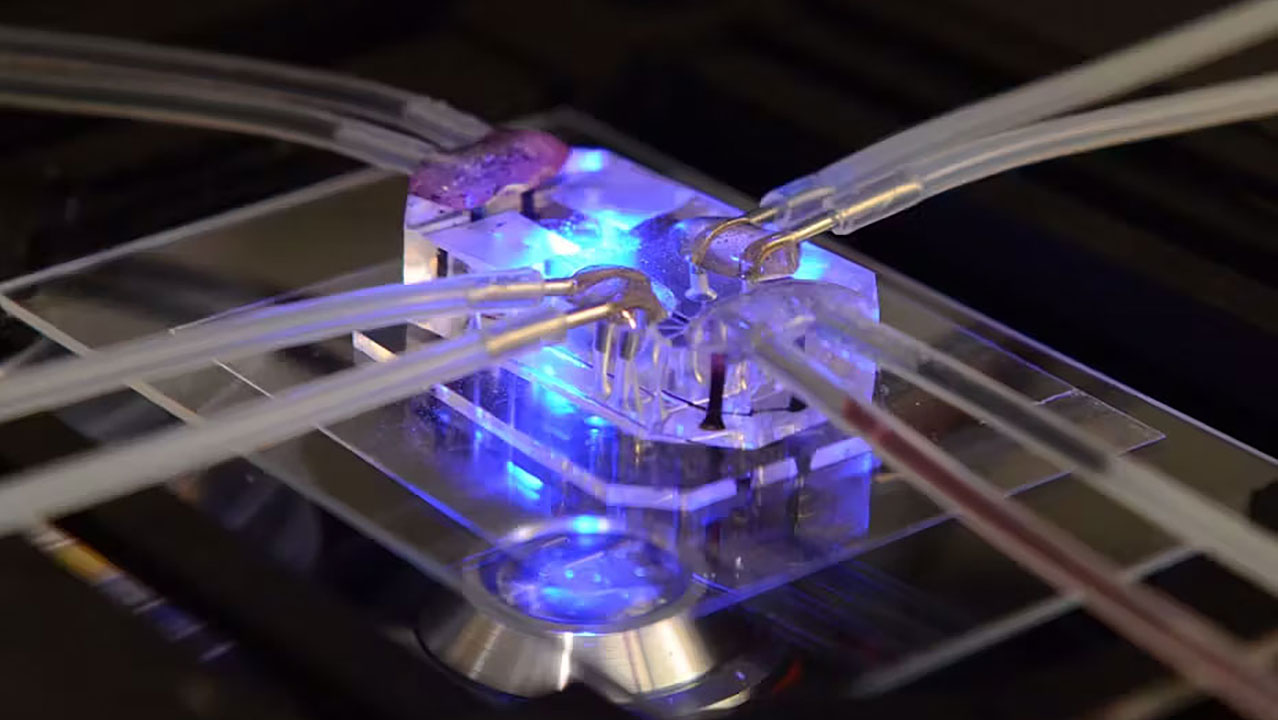 tissue-chip-wys-institute This lung-on-a-chip serves as an accurate model of human lungs to test for drug safety and efficacy.