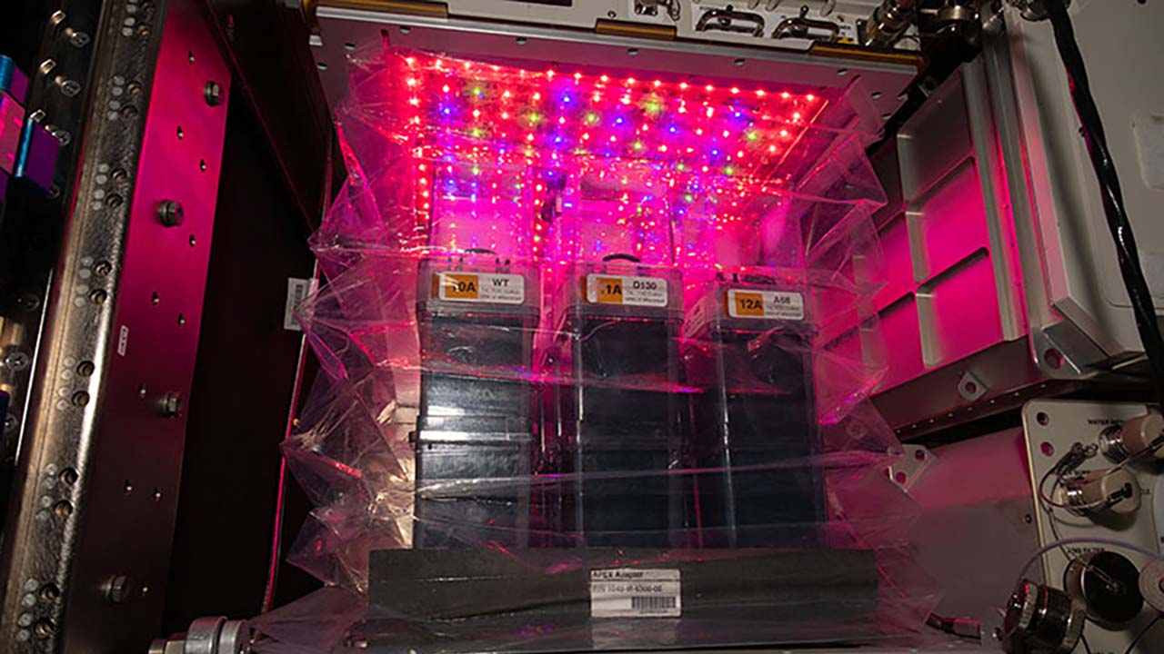 upward63-cotton-chambersveggie Cotton growth chambers are shown inside Veggie, a plant-growth facility on the space station.