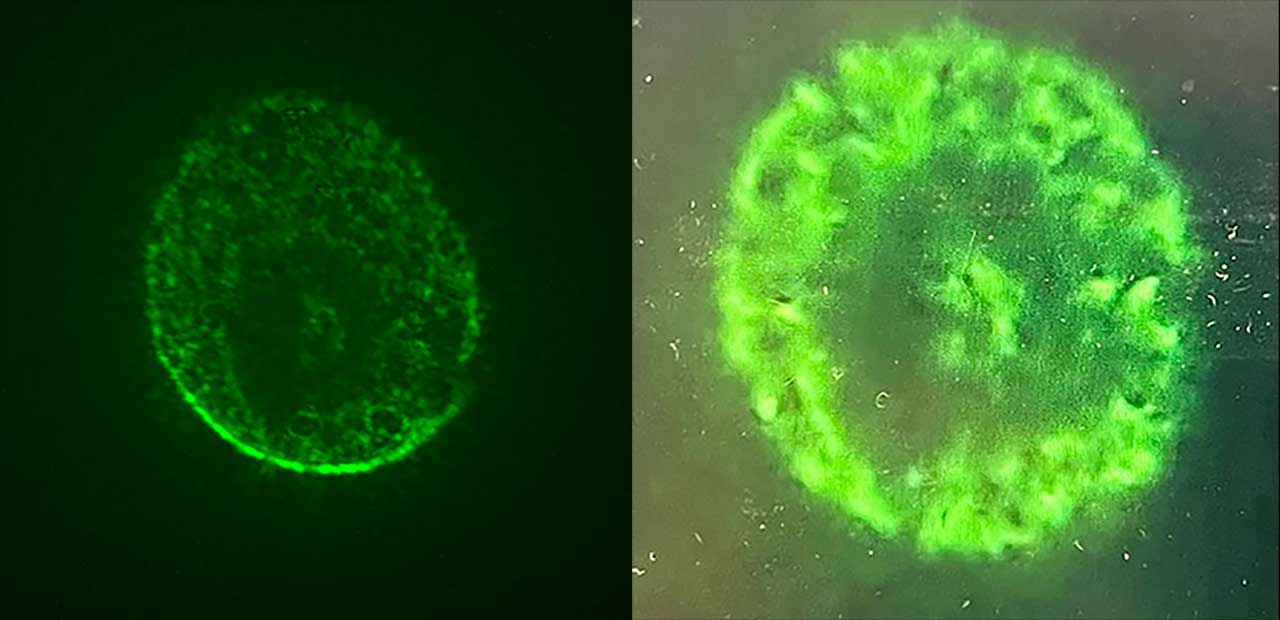 An image captured during in-orbit microscopy showing a human brain organoid model of iSPC-derived neurons and astrocytes expressing a neuron-specific AAV vector-delivered gene.