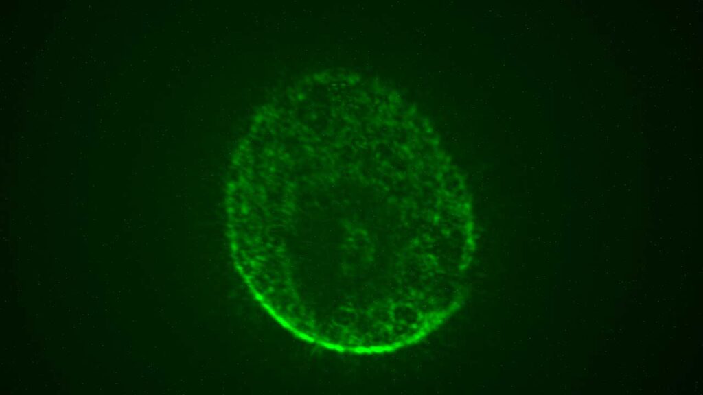 upward-73-axonis-release An image captured during in-orbit microscopy showing a human brain organoid model of iSPC-derived neurons and astrocytes expressing a neuron-specific AAV vector-delivered gene.