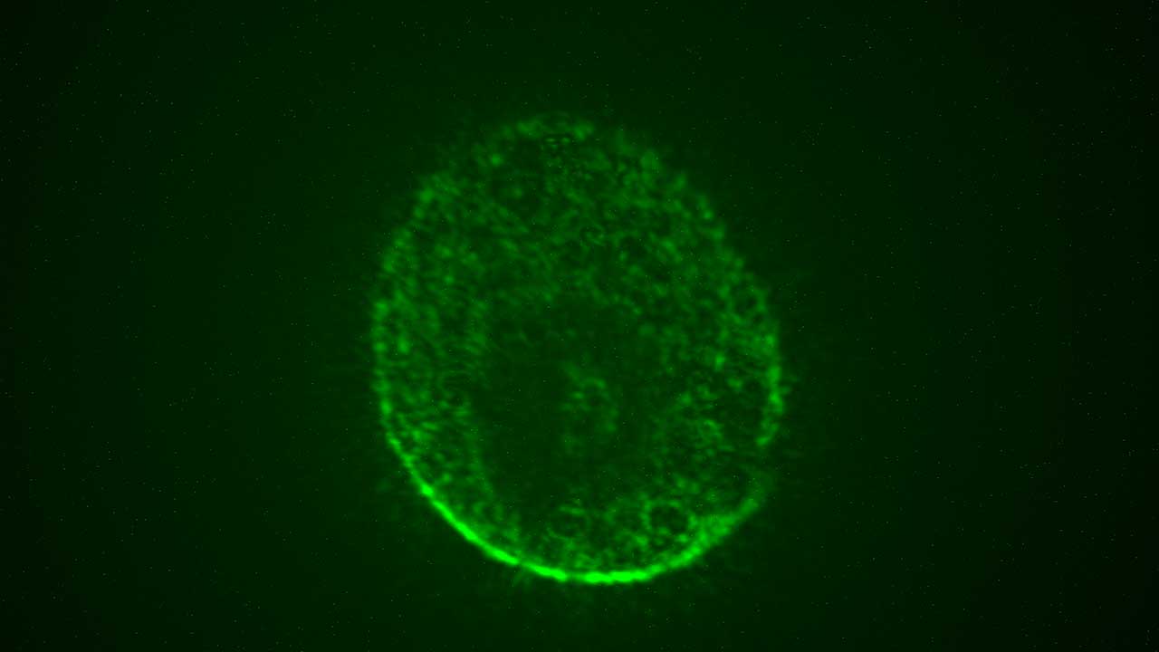 An image captured during in-orbit microscopy showing a human brain organoid model of iSPC-derived neurons and astrocytes expressing a neuron-specific AAV vector-delivered gene.