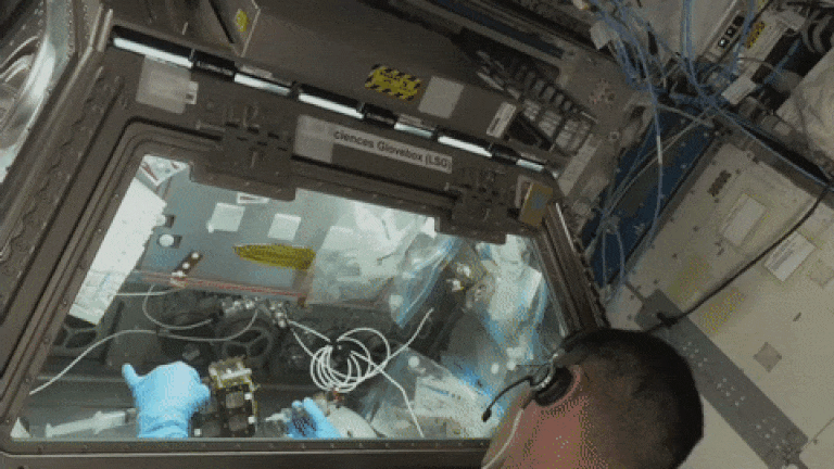 The ISS crew working on Axonis' investigation in the Life Sciences Glovebox on station.