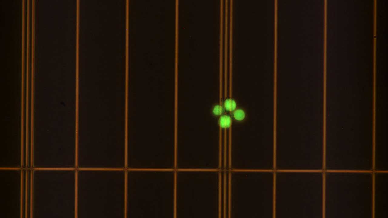 hematopoietic-stem-cell In-Space Expansion of Hematopoietic Stem Cells for Clinical Application (InSPA-StemCellEX-H1) continues tests of a technology to produce human hematopoietic stem cells (HSCs) in space. In this image, HSCs were incubated with a fluorescent probe that identifies living cells. Dead cells would fluoresce green. The cells have been loaded into a device called a hemocytometer that provides a grid to make it easy to obtain an accurate count of cells. Astronauts will use a similar technique in space to help determine the rate of HSC expansion over time. Expanding HSC production has the potential to improve patient outcomes and reduce overall mortality for thousands of people diagnosed and living with blood cancer every year.