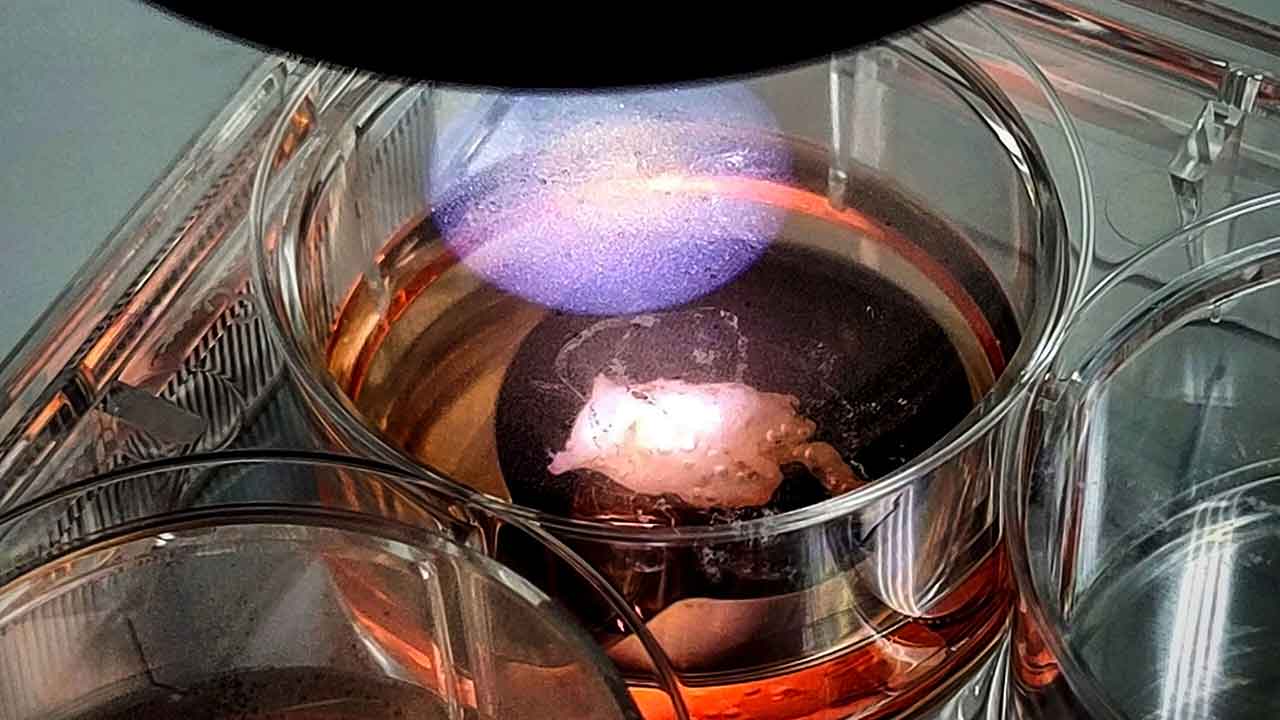 redwire-3d-printed-heart-tissue Live human heart tissue bioprinted with Redwire's BioFabrication Facility aboard the International Space Station. The tissue was successfully returned to Earth in April 2024. Results of the BFF-Cardiac investigation could advance technologies for producing organs and tissues in lieu of donated organs for transplant. The experiment also improves 3D printing, with the goal of giving crew the ability to print material like foods and medicines on demand for future long-duration space missions.
